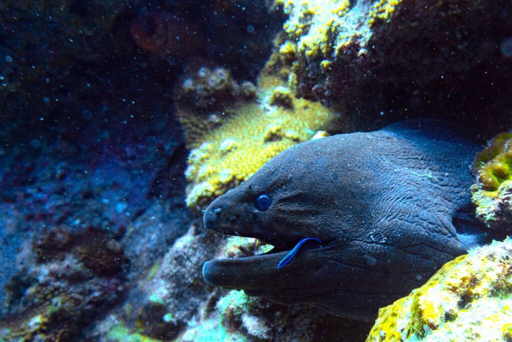 A giant moray with a cleaner wrasse on a coral reef in Ko Tarutao National Park, Thailand