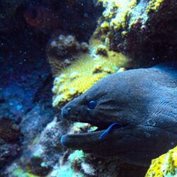 A giant moray with a cleaner wrasse on a coral reef in Ko Tarutao National Park, Thailand