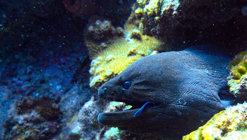 A giant moray with a cleaner wrasse on a coral reef in Ko Tarutao National Park, Thailand