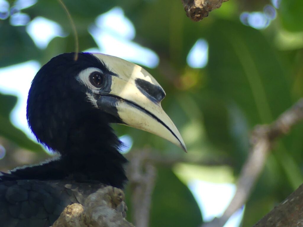 An oriental pied hornbill on Ko Adang, Ko Tarutao National Park, Thailand.