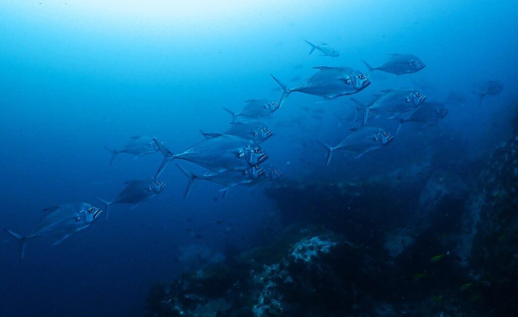 Bigeye Trevally at Eight Mile Rock, Ko Tarutao, Thailand.