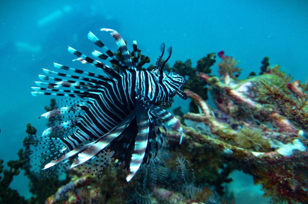 A lionfish in Ko Tarutao National Park