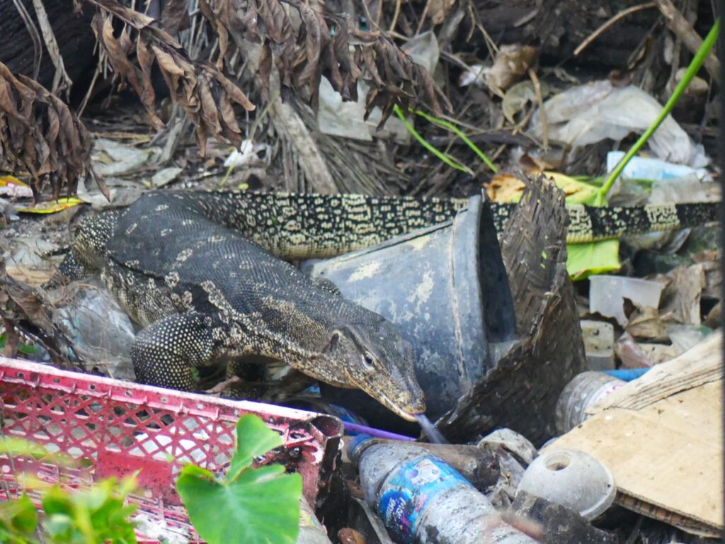 A Malaysian water monitor looks for food amongst plastic waste, Ko Lipe, Thailand.