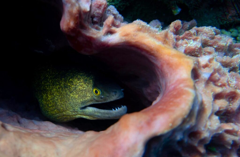 A yellow-edged moray hiding in a coral, Ko Tarutao National Park.