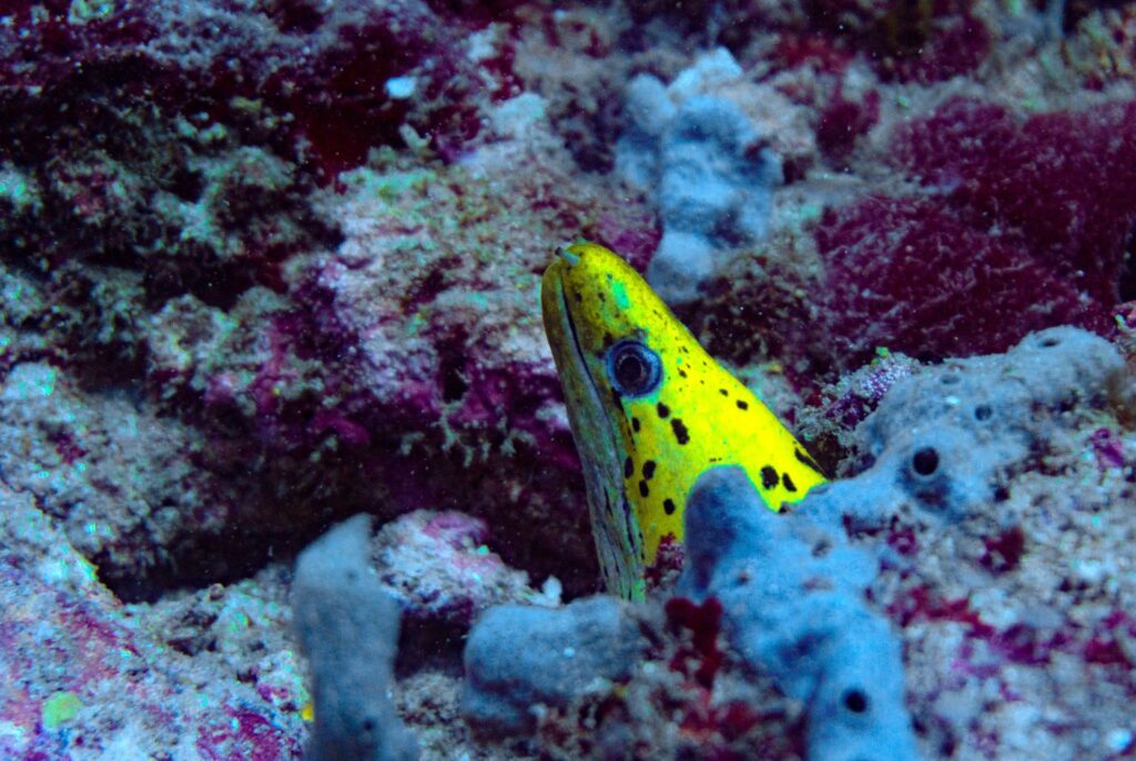 A fimbriated moray eel in Ko Tarutao National Park, Thailand.