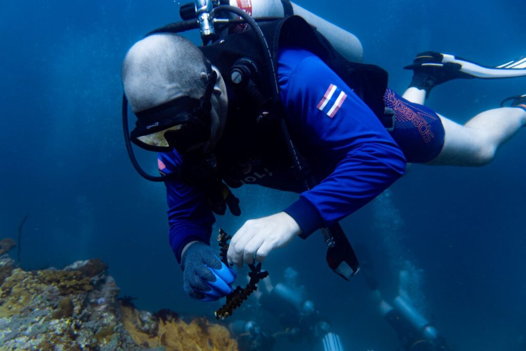 Scuba diving to replace corals on the reef, Ko Tarutao, Thailand.