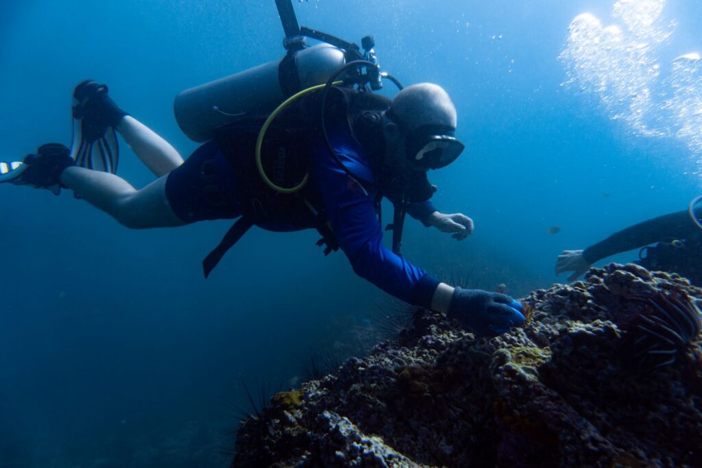 Steve Frankham (author) replanting corals on the reef.