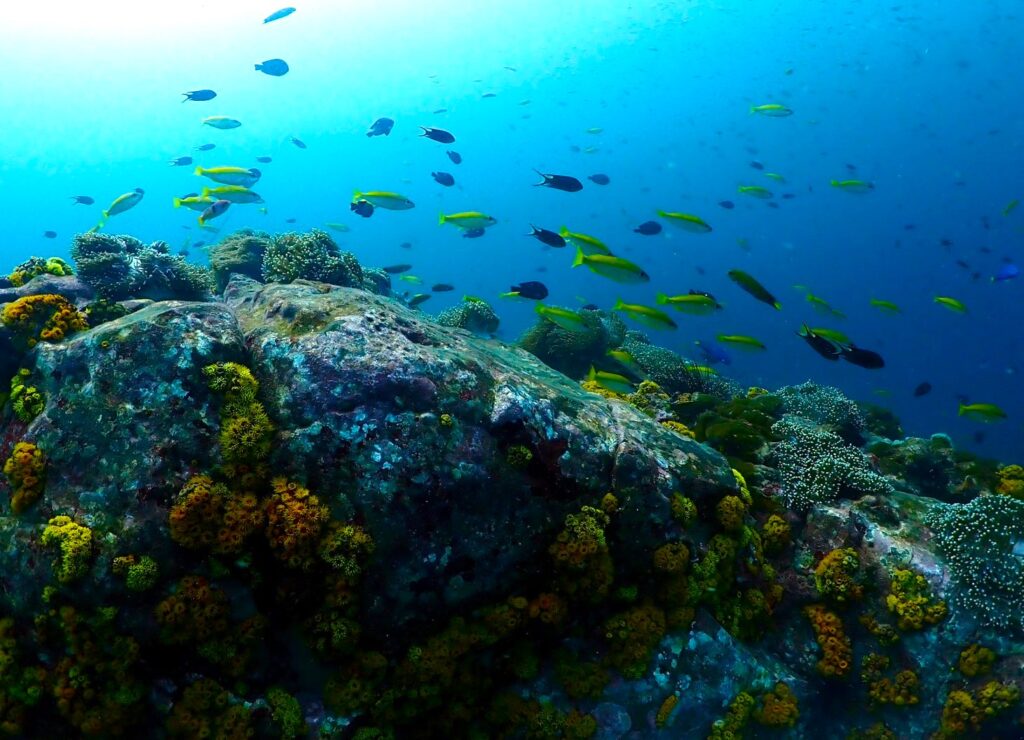 Shoals of fish above a healthy coral reef, Ko Tarutao, Thailand.