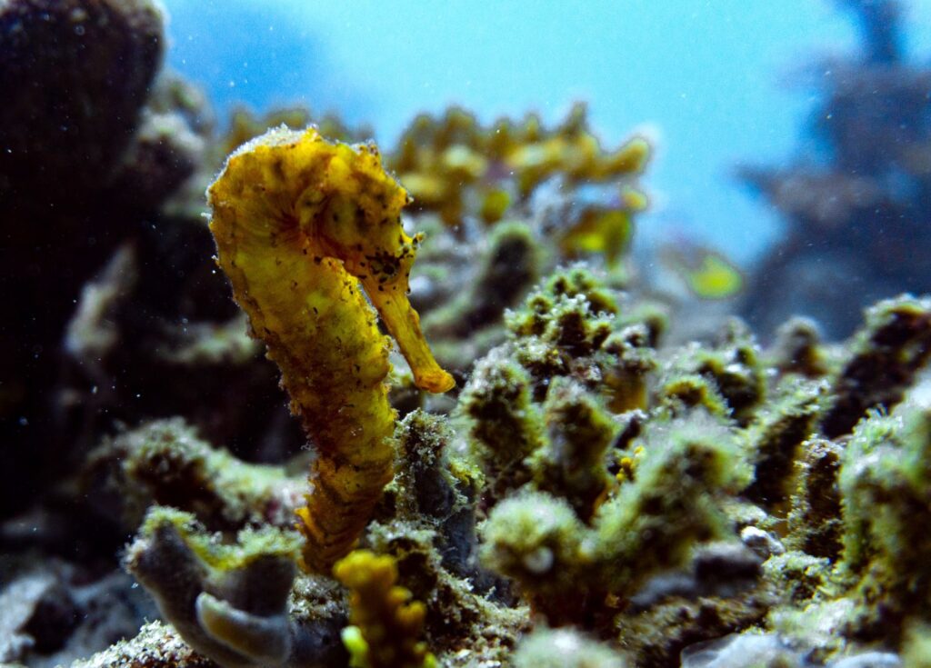 A tiger tail seahorse on the reef in Ko Tarutao National Park, Thailand