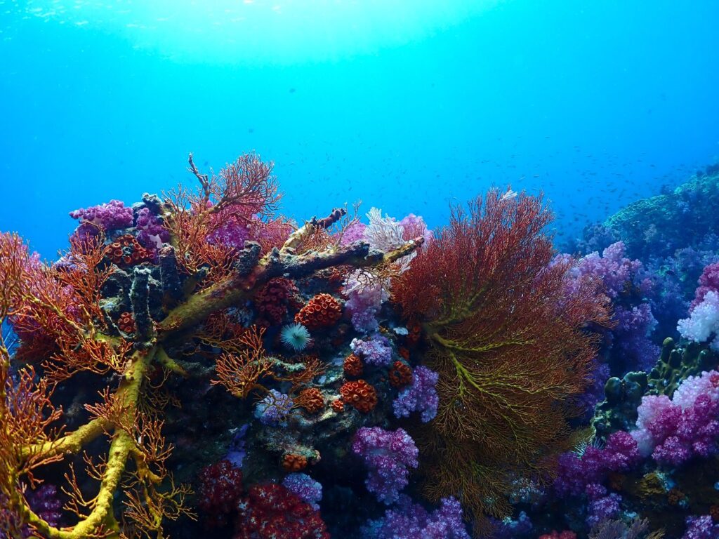 Healthy soft corals waving in the current, Ko Tarutao National Park, Thailand