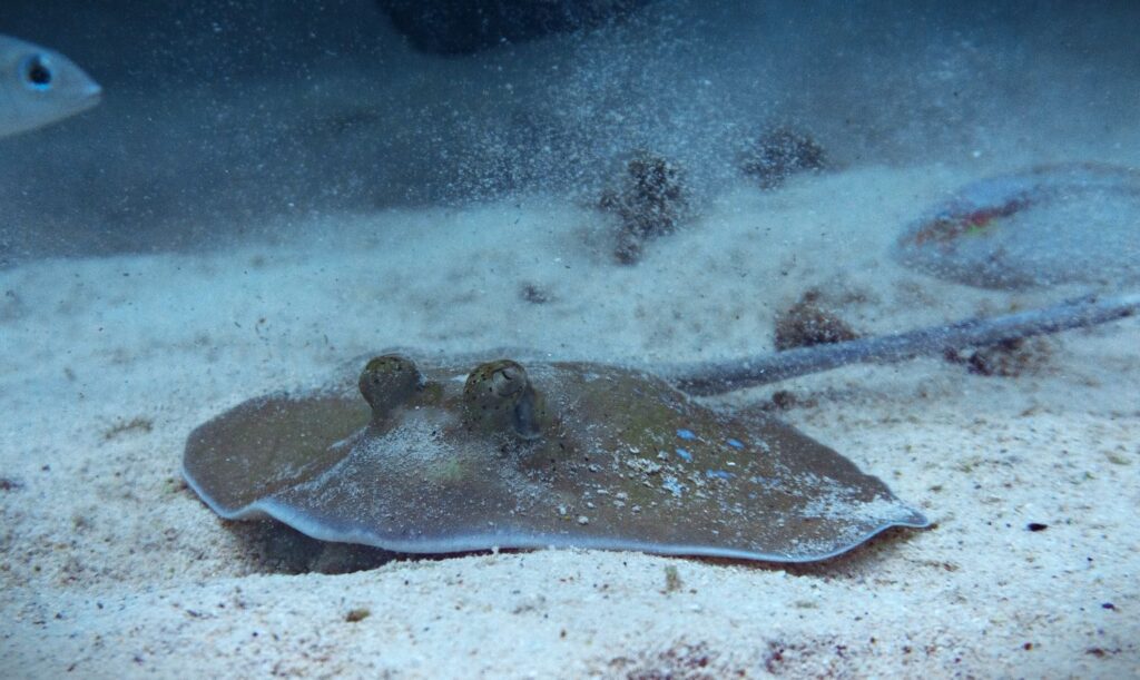 A Kuhl's stingray in Ko Tarutao National Park