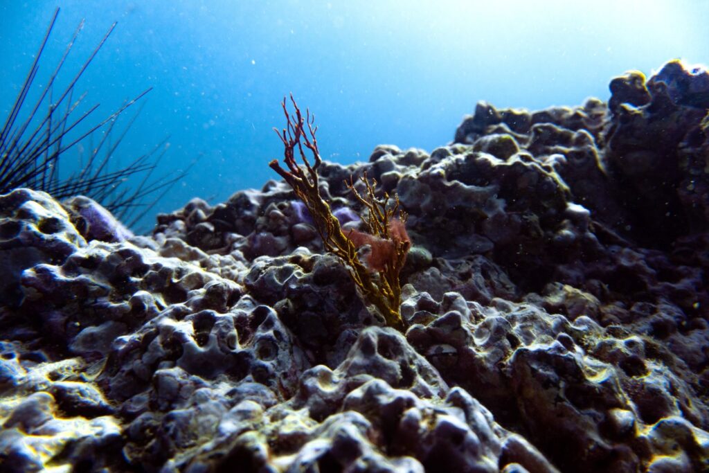 Close-up of a replanted coral.