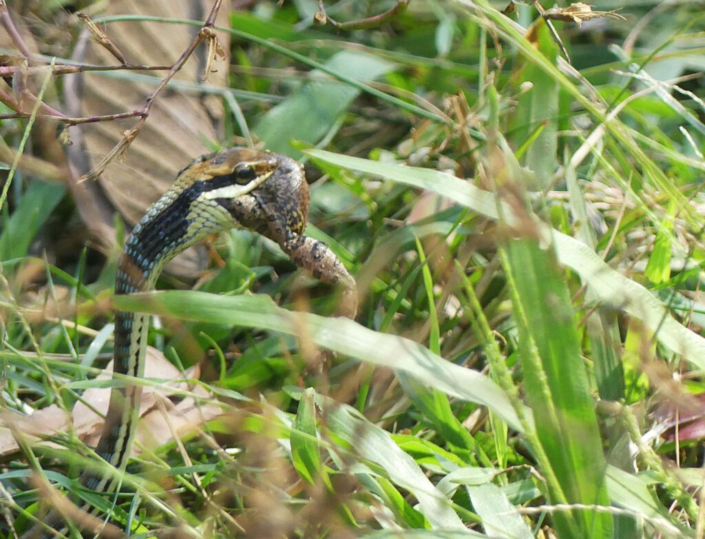 A painted bronzeback snake devours a frog.