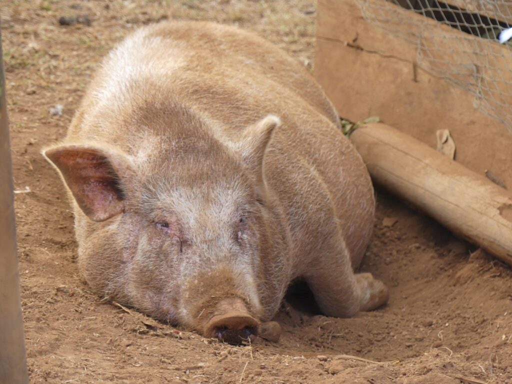 A pig chillin' in a dust bath, Putang Village, Cambodia