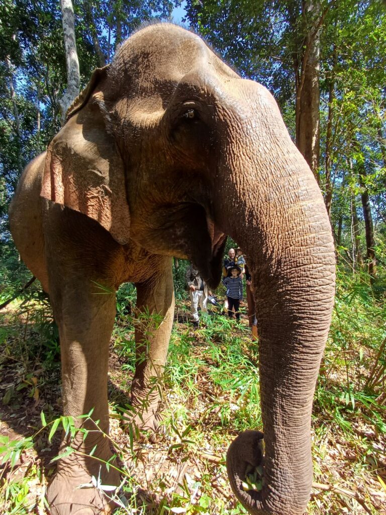 Papilaki, a 52 year old Asian Elephant