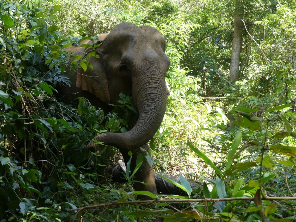 An Asian Elephant Emerges from the forest.