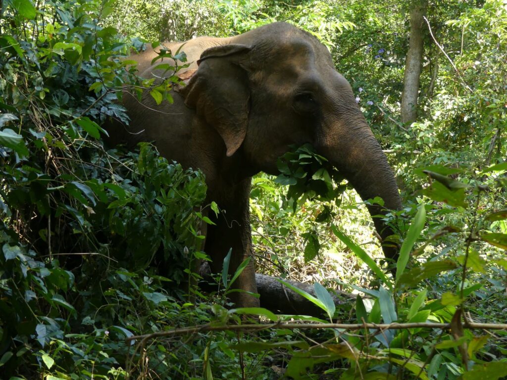 Papilaki, the Asian Elephant, eating a tasty bush in the forest!