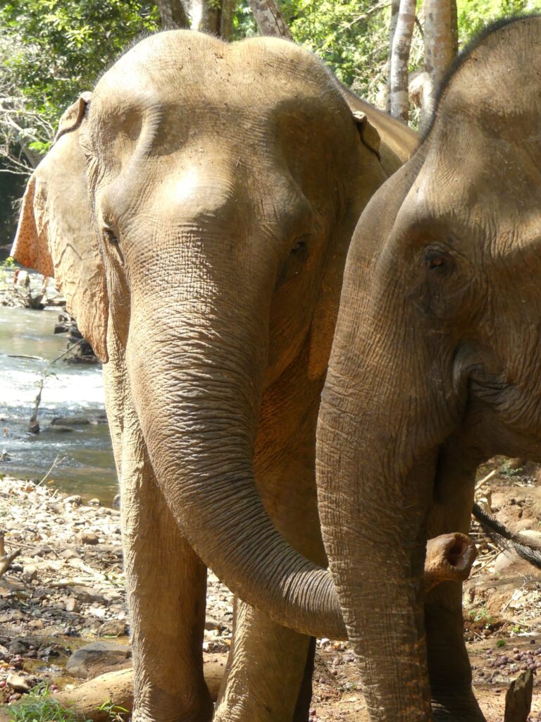 Friends for ever, Elephants Papilaki and G Bang!