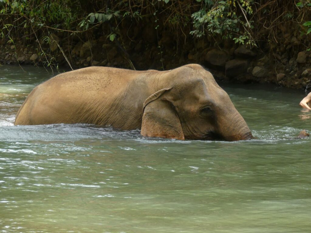 An elephant swimming in a Cambodian river