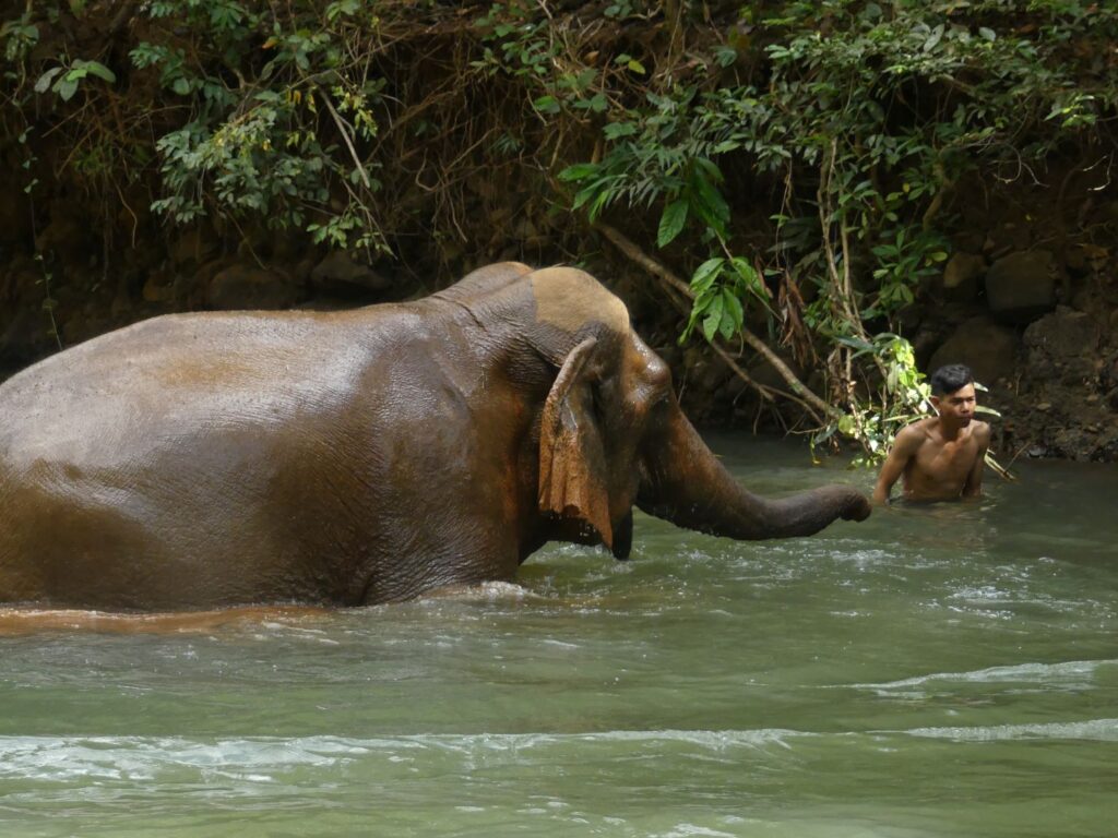 Bathing with Asian elephants