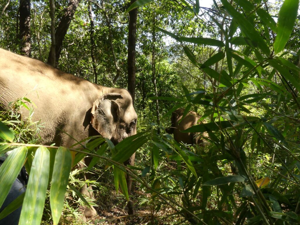 Following Elephants G Bang and Papilaki into the Cambodian Jungle
