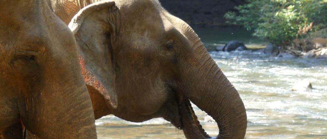 Two Asian Elephants drink at a jungle river in Mondulkiri province, Eastern Cambodia