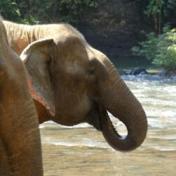 Two Asian Elephants drink at a jungle river in Mondulkiri province, Eastern Cambodia