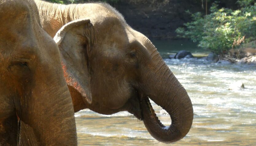 Two Asian Elephants drink at a jungle river in Mondulkiri province, Eastern Cambodia
