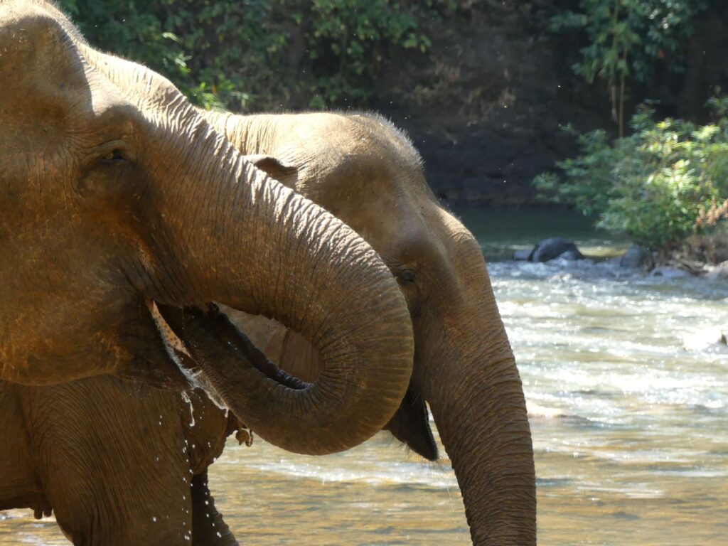 Asian elephants drinking at a river in Mondulkiri, Cambodia.
