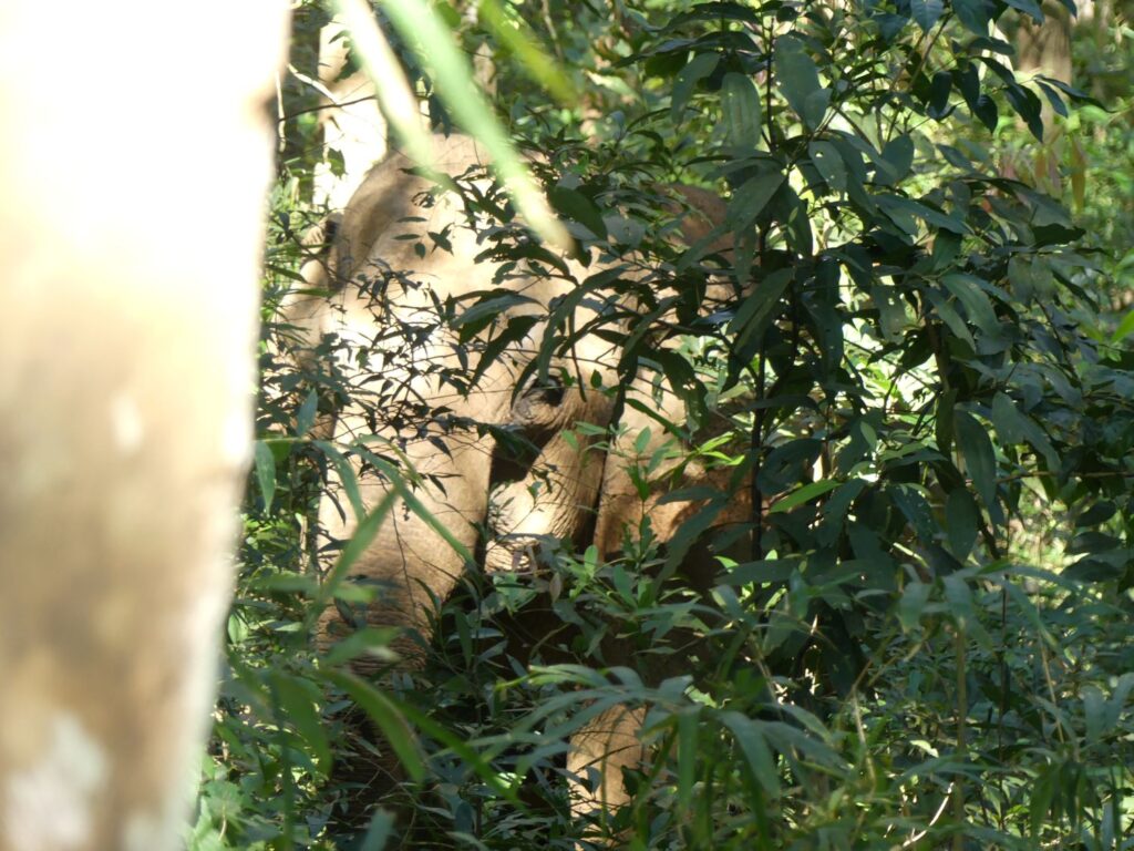 An Asian Elephant materializes out of the jungle.