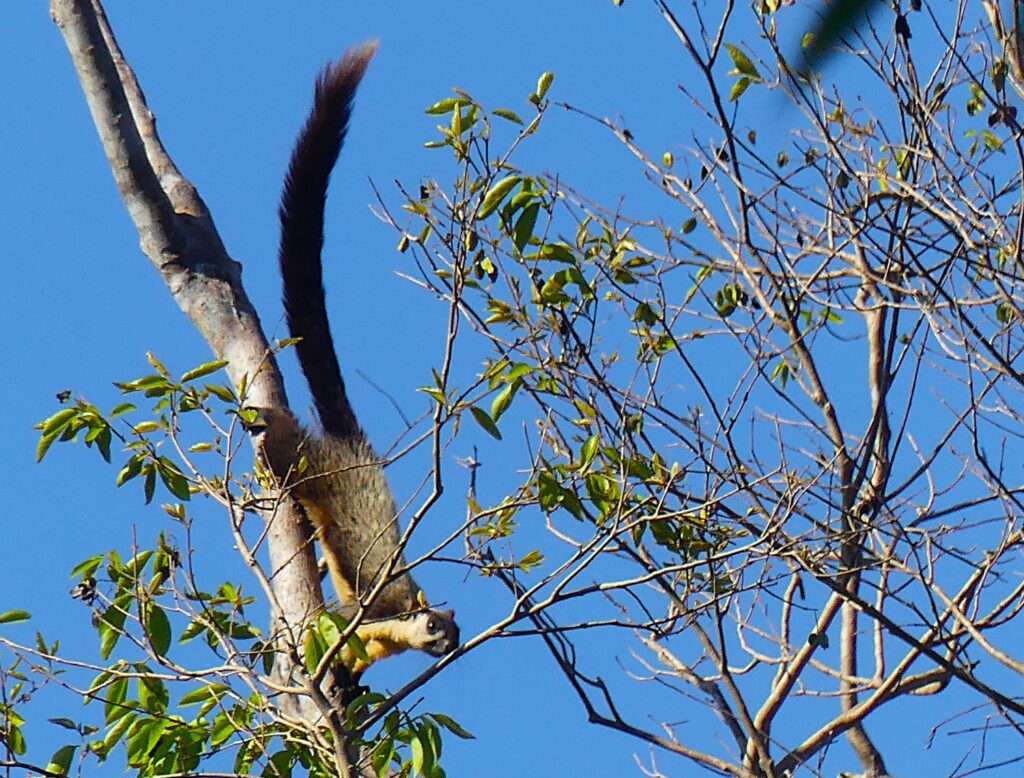 A giant black squirrel feeds in the treetops in Seima Protection Forest, Cambodia.