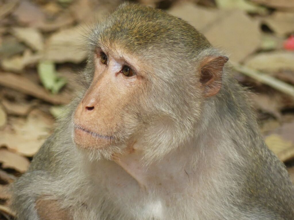 A Long-tailed macaque