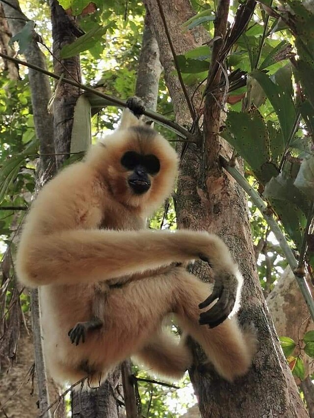 A yellow-cheeked gibbon in the treetops.