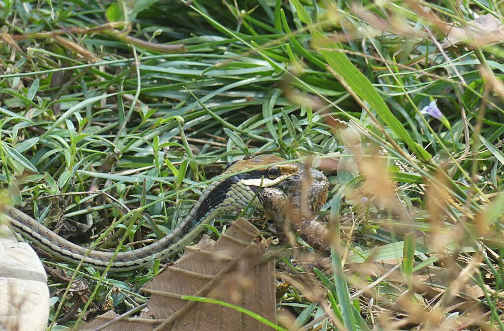 A painted bronzeback devours a frog.