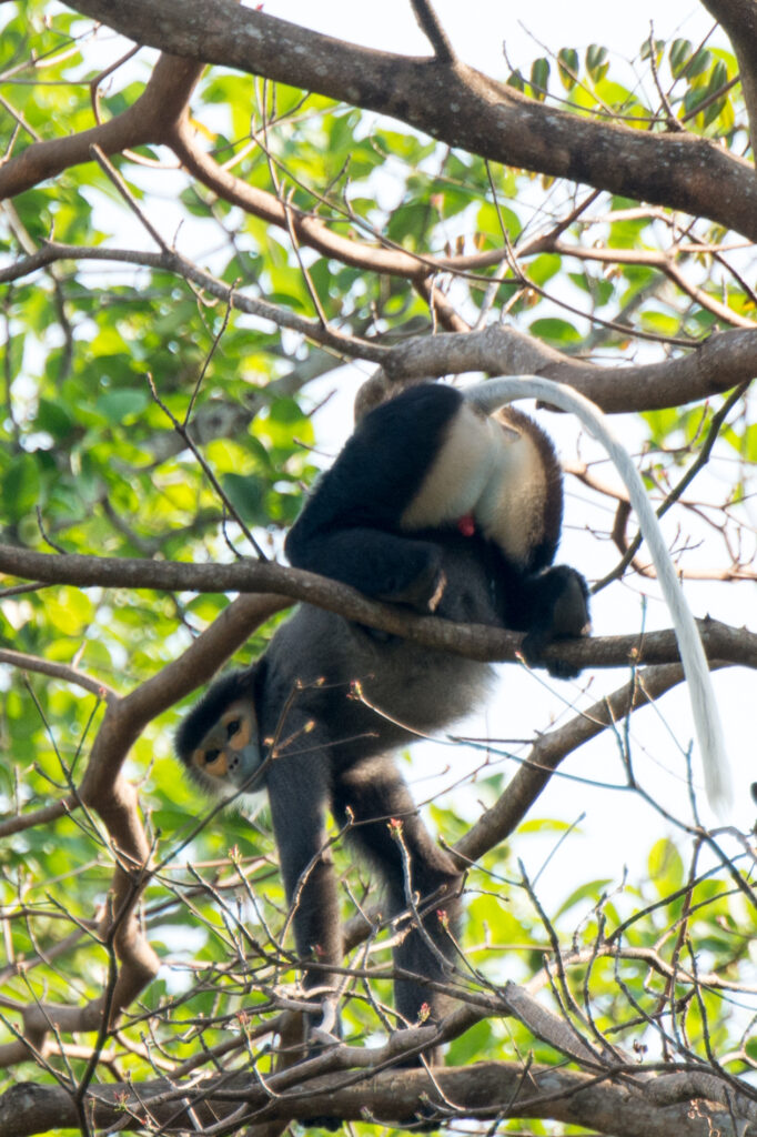 A black-shanked douc langur.
