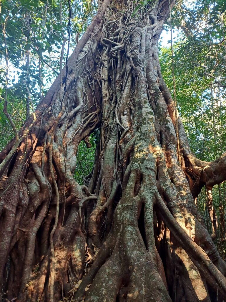 A huge strangler fig in Seima Protection Forest