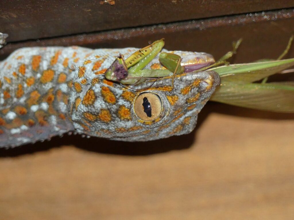 A tokay gecko devours a praying mantis on my ceiling!