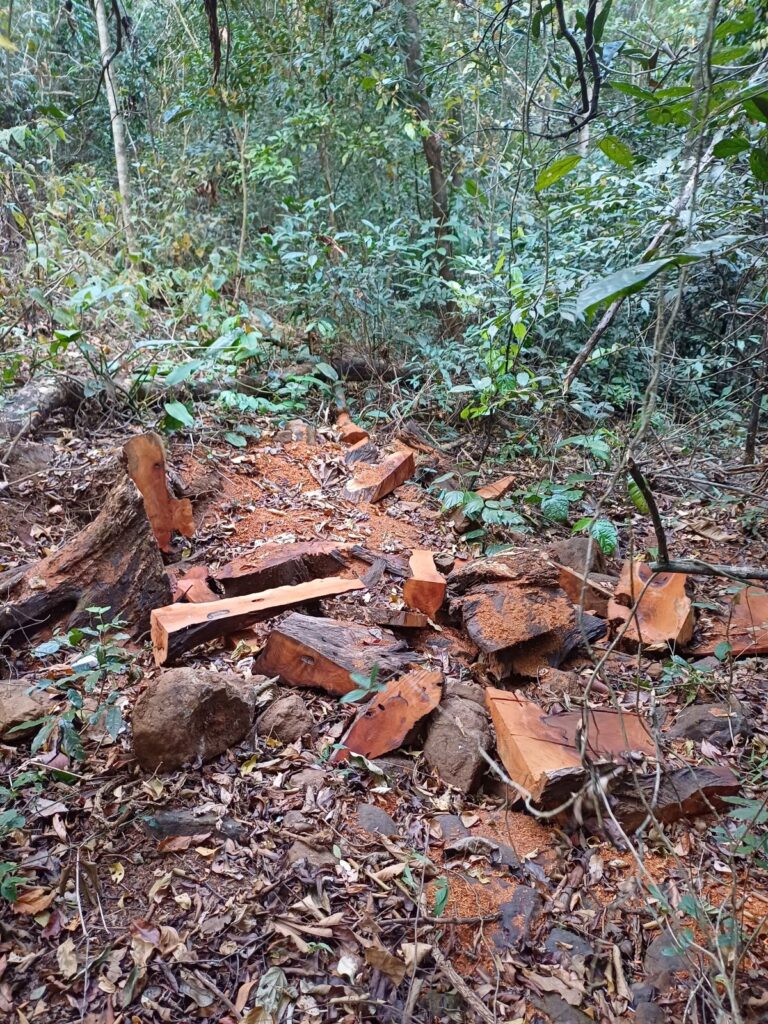 An illegally logged tree in Seima Protection Forest, Cambodia.