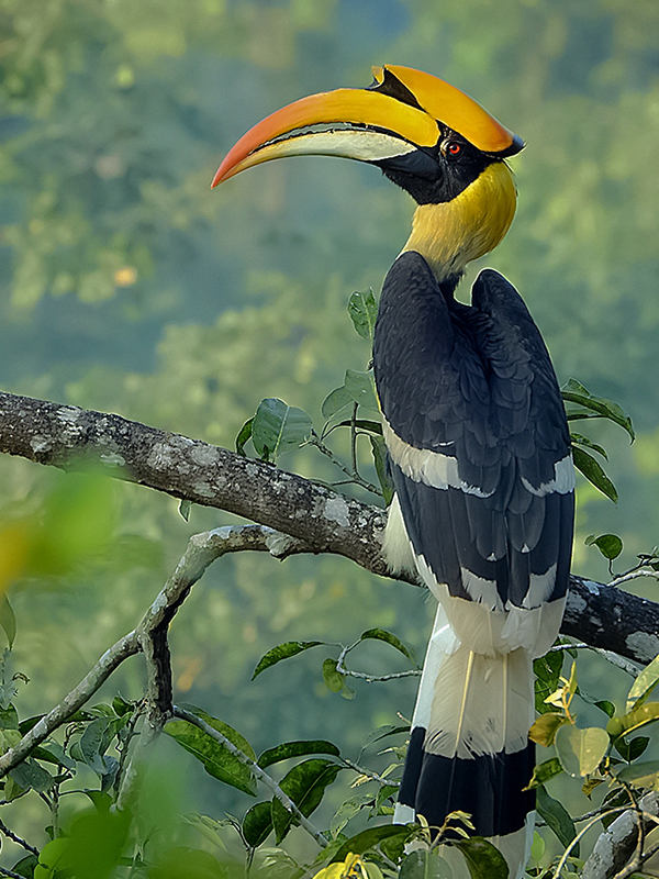 A Great Hornbill in the jungle.