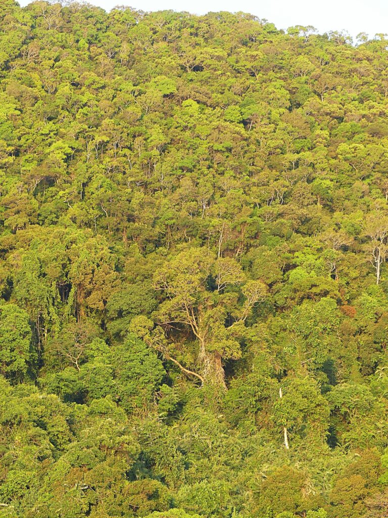 Pristine rainforest cloaks the hills in the north of Koh Rong Sanloem