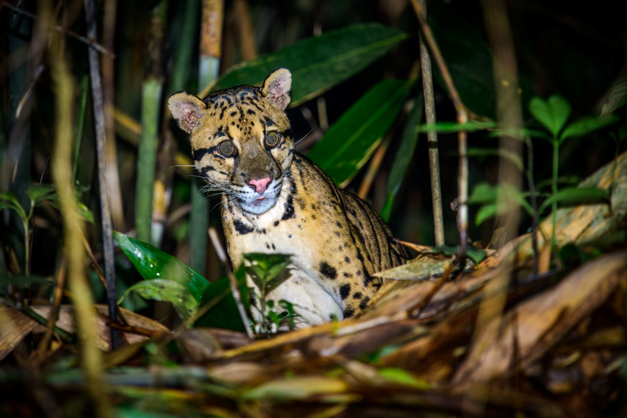A clouded leopard, caught by a camera trap image.