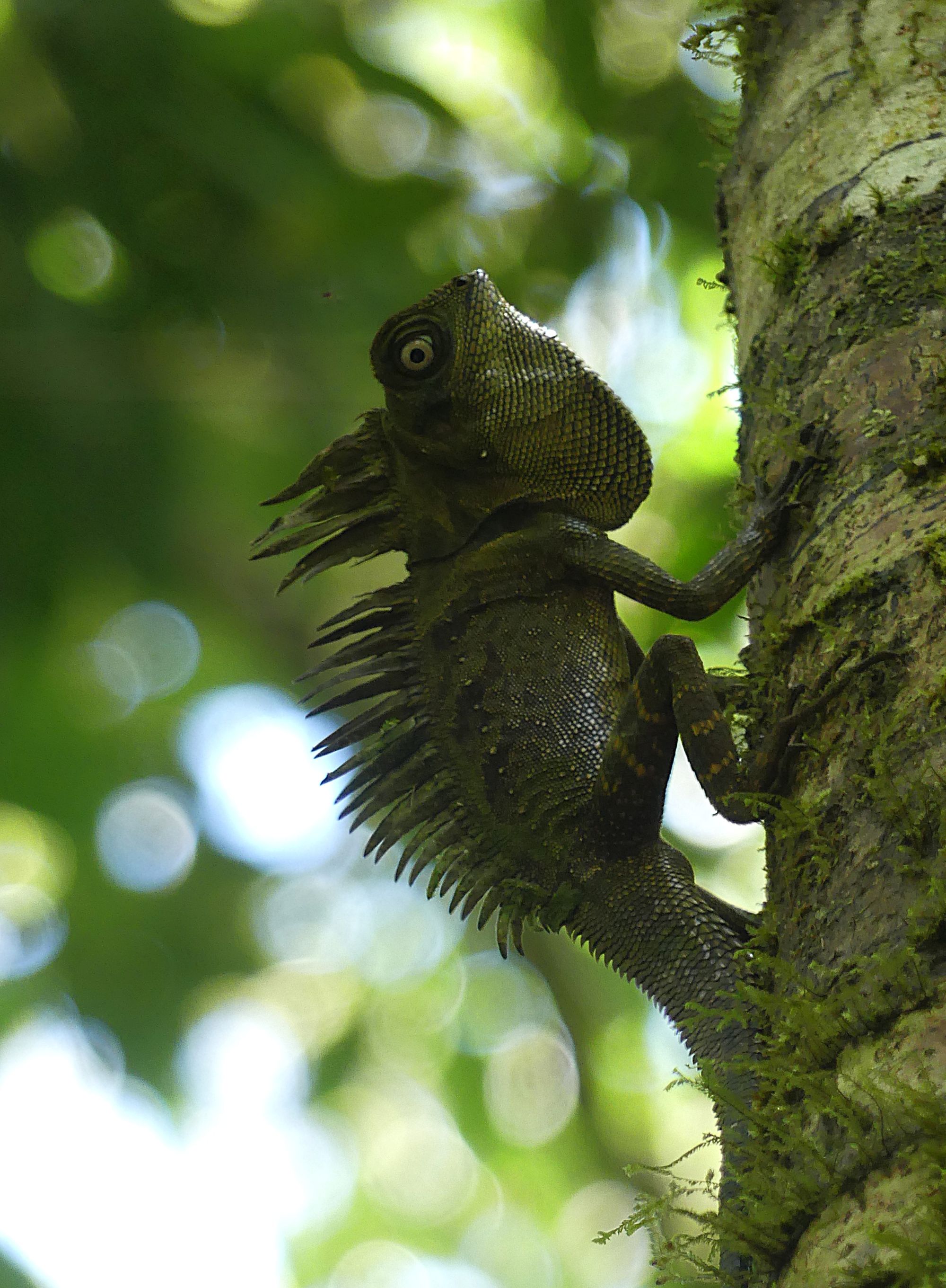 A Kloss’s forest dragon