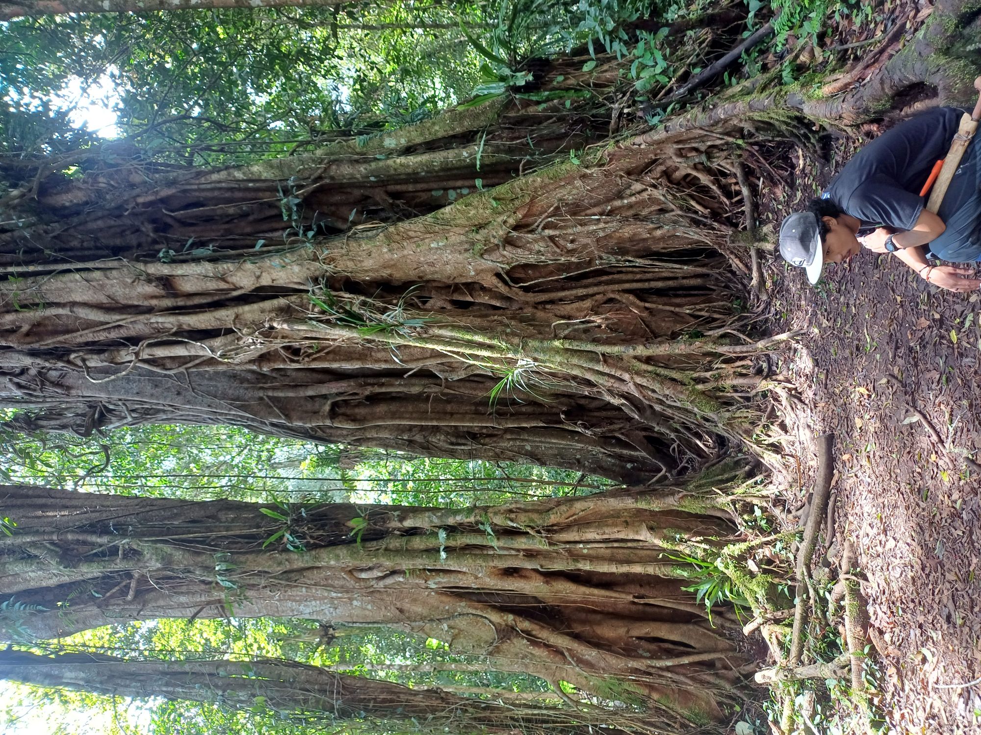 Hutmi, dwarfed by a giant strangler fig