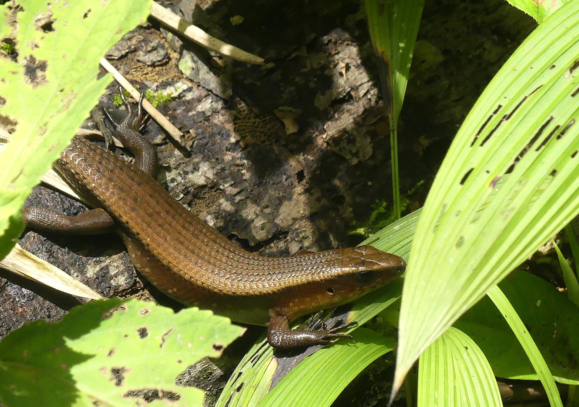 A sun skink slinks through the vegetation