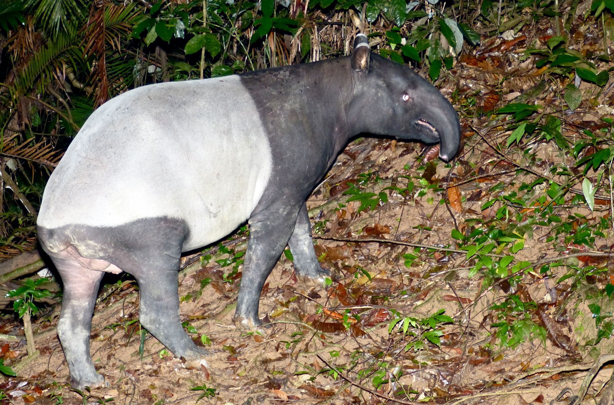 A Malaysian Tapir in the rainforest