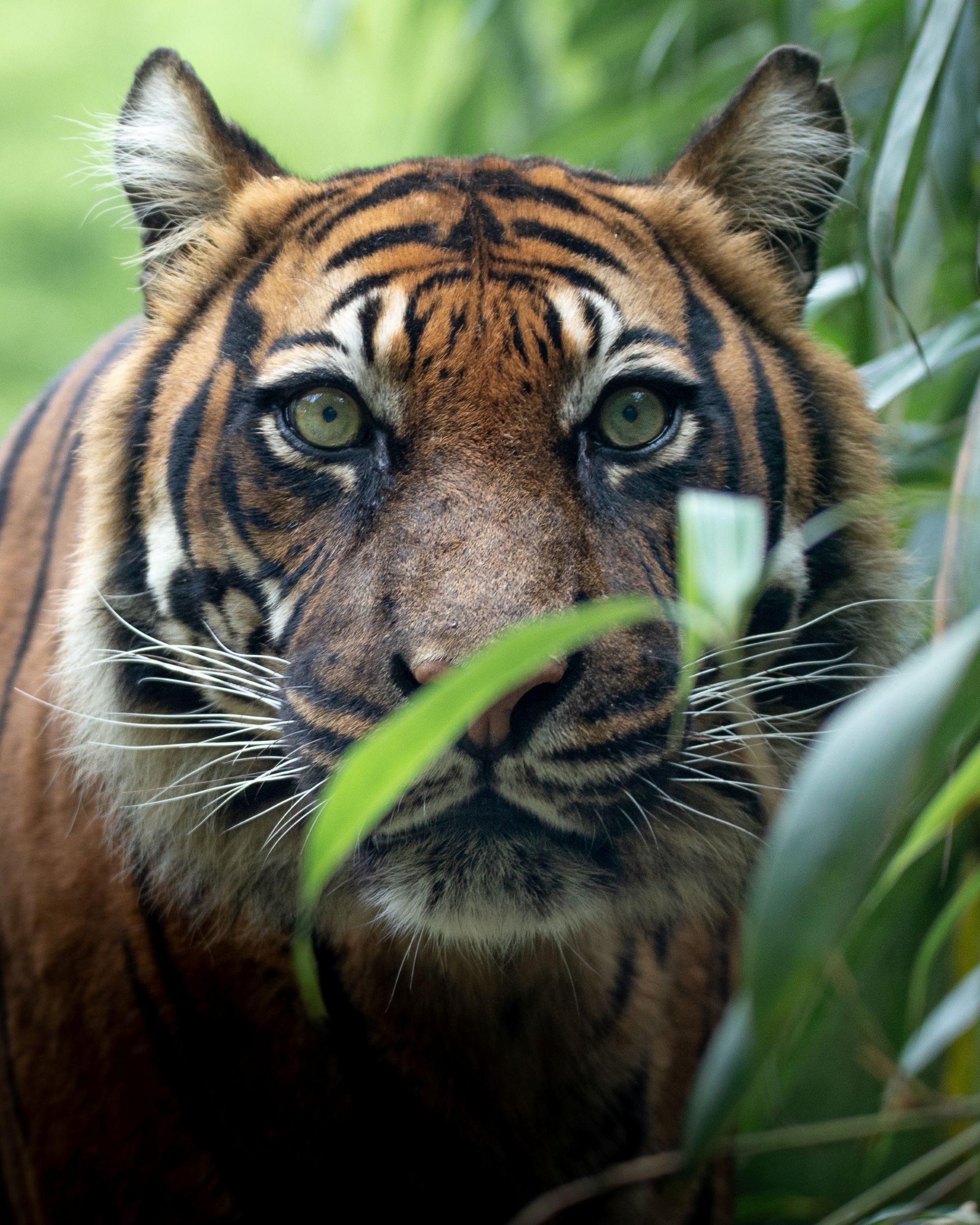 A Sumatran tiger in the rainforest stares at the camera.