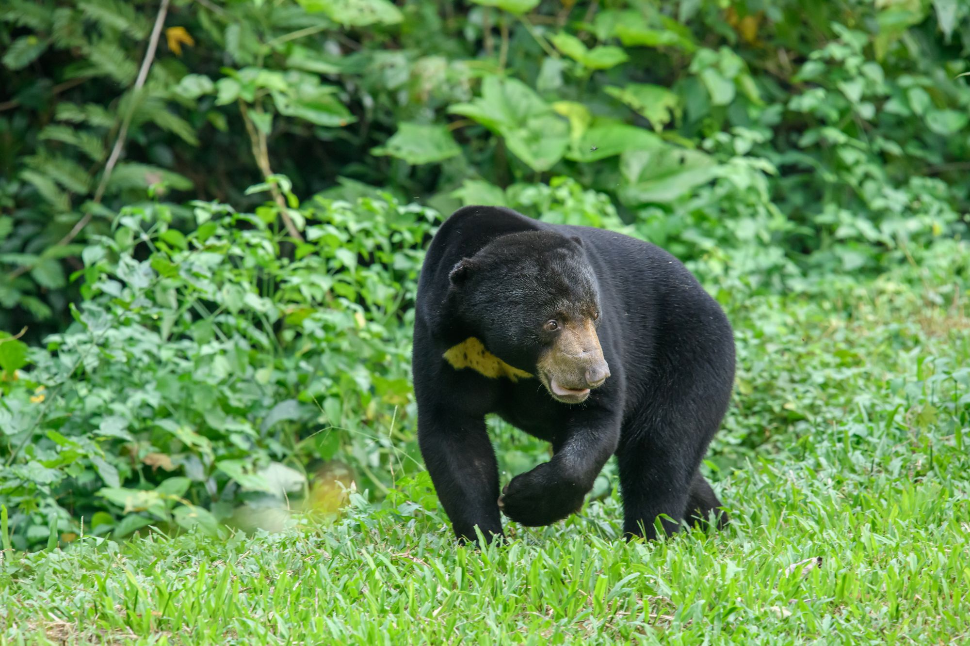 A sunbear in the rainforest.