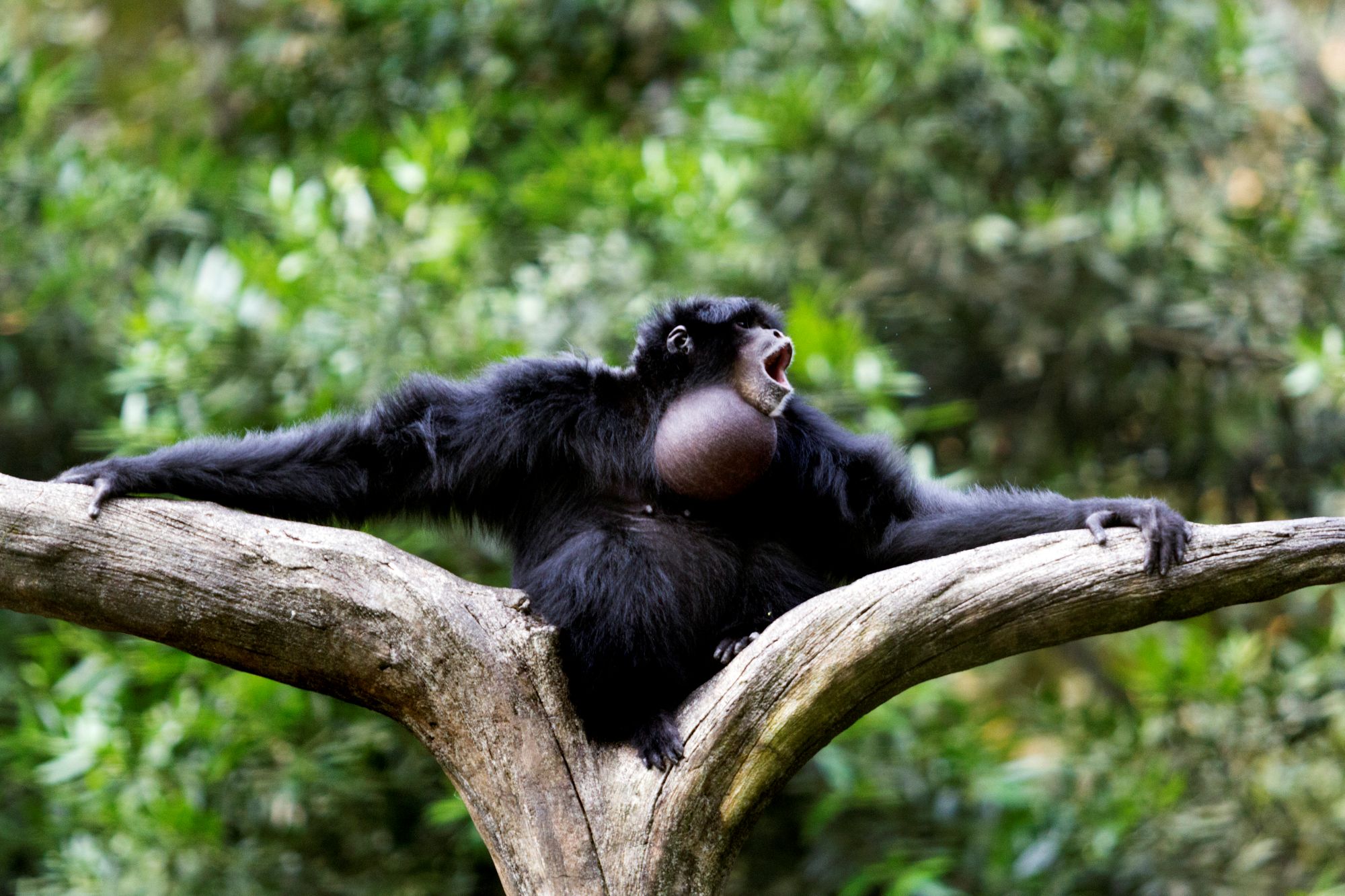 A siamang gibbon calls in the Sumatran rainforest