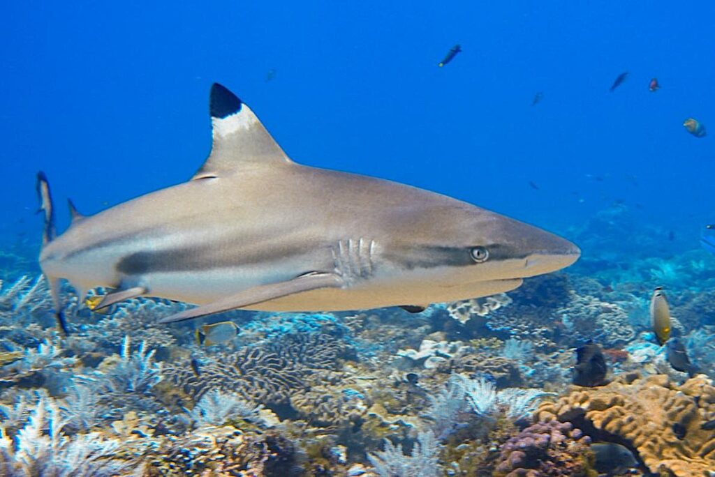 Komodo: Under the sea in the land of dragons.
A blacktip reef shark in Komodo National Park, Indonesia.