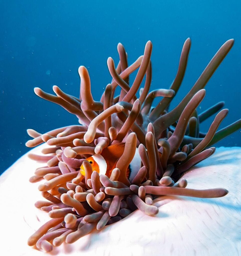 A Clark's anemonefish in Komodo National Park, Indonesia.